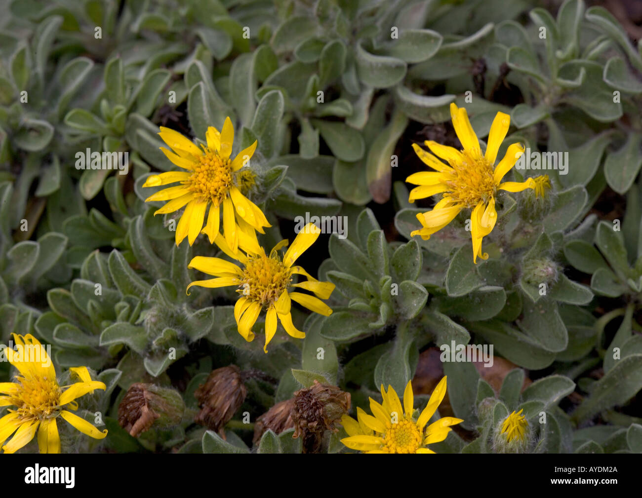 Une espèce de nain, mauvaises herbes télégraphe Heterotheca sessiliflora, désert californien Banque D'Images