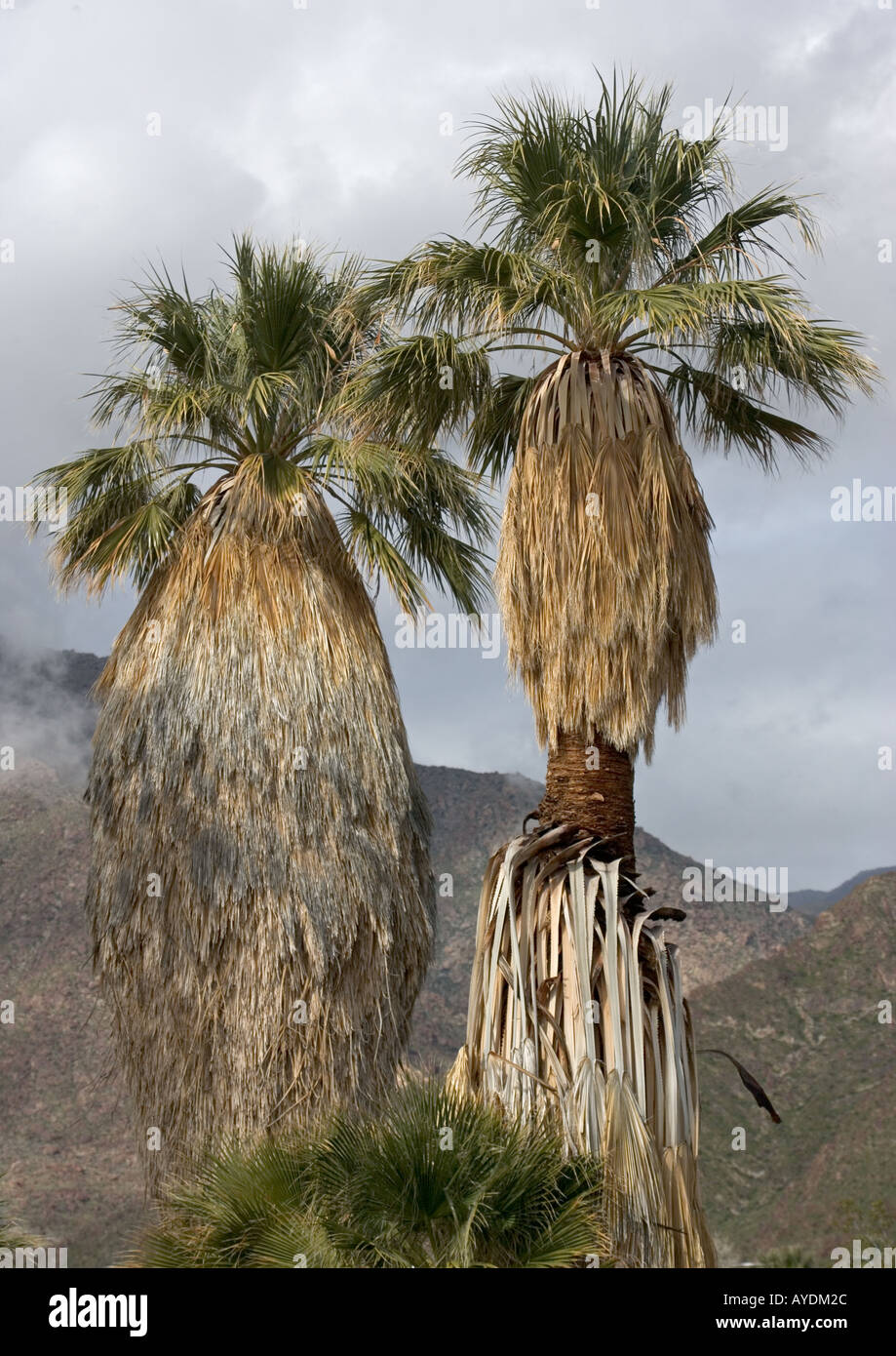 Palmiers (Washingtonia filifera) dans le désert de Sonora Anzo Barrego Banque D'Images