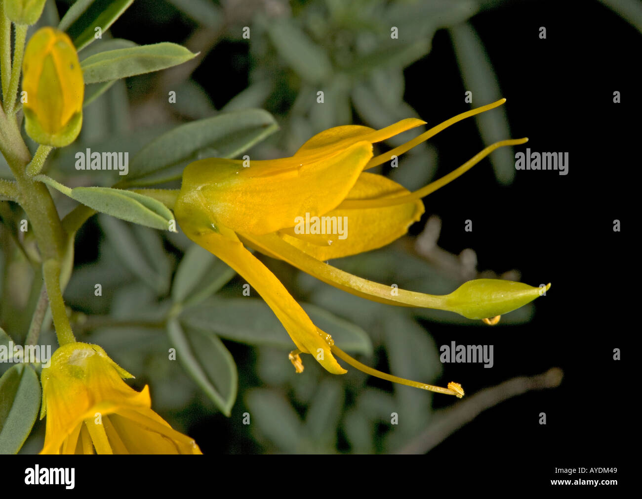Dans Isomeris brûlante (fleurs), liées à des câpres Banque D'Images