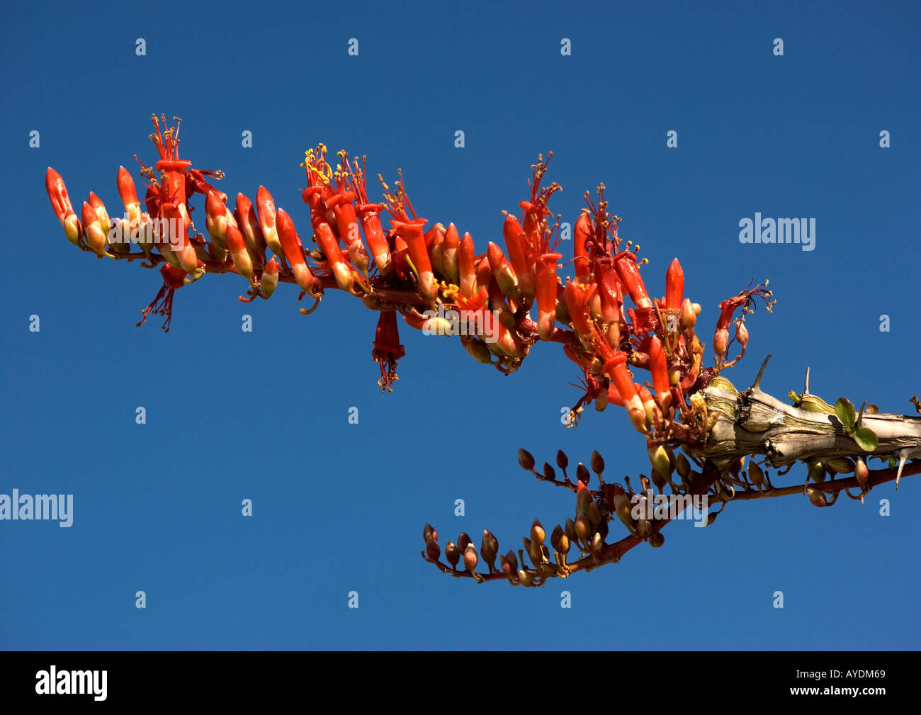 La société (Fouquieria splendens) contre le ciel bleu clair. Cette plante a la capacité de produire des feuilles dans l'eau de pluie Banque D'Images