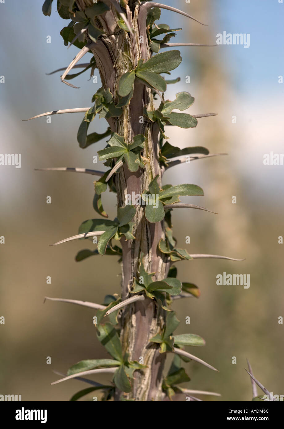 La société (Fouquieria splendens). Cette plante a la capacité de produire des feuilles dans l'eau de pluie Banque D'Images
