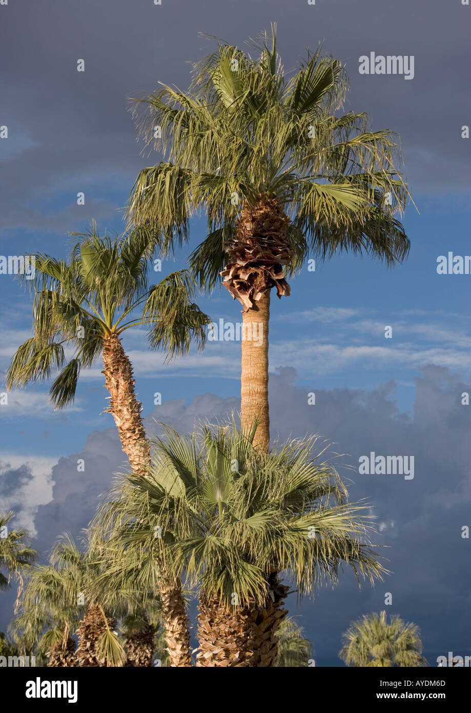 Fan Palm Desert (Californie Washingtonia filifera), Banque D'Images