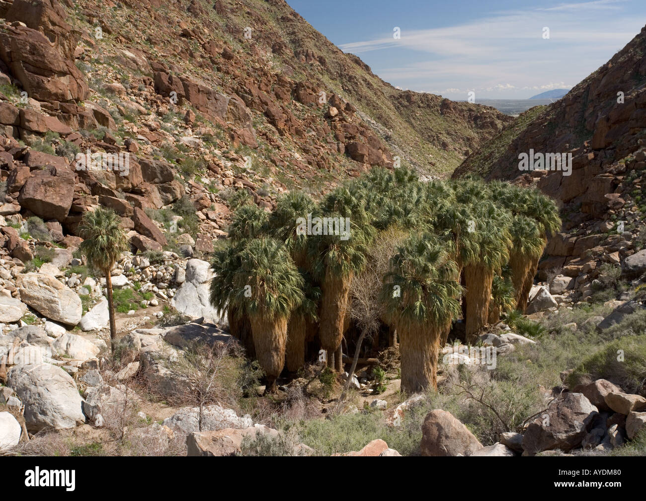 Palmier californien (Washingtonia filifera) grove à Palm Springs canyon, Californie, États-Unis Banque D'Images