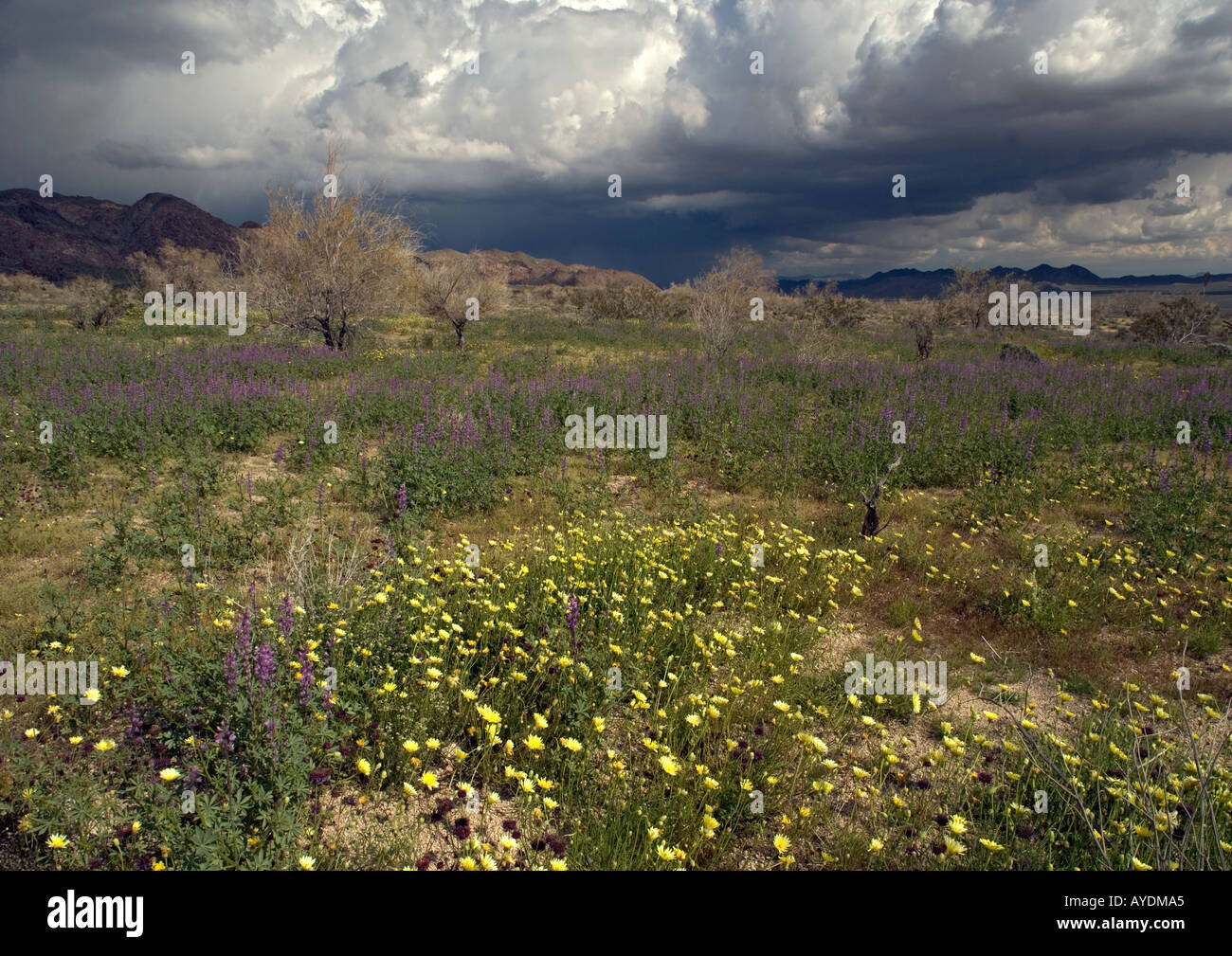 Masse de fleurs de printemps autour de limite sud de Joshua Tree National Park, avec pissenlit Malacothrix glabrata désert etc, USA Banque D'Images