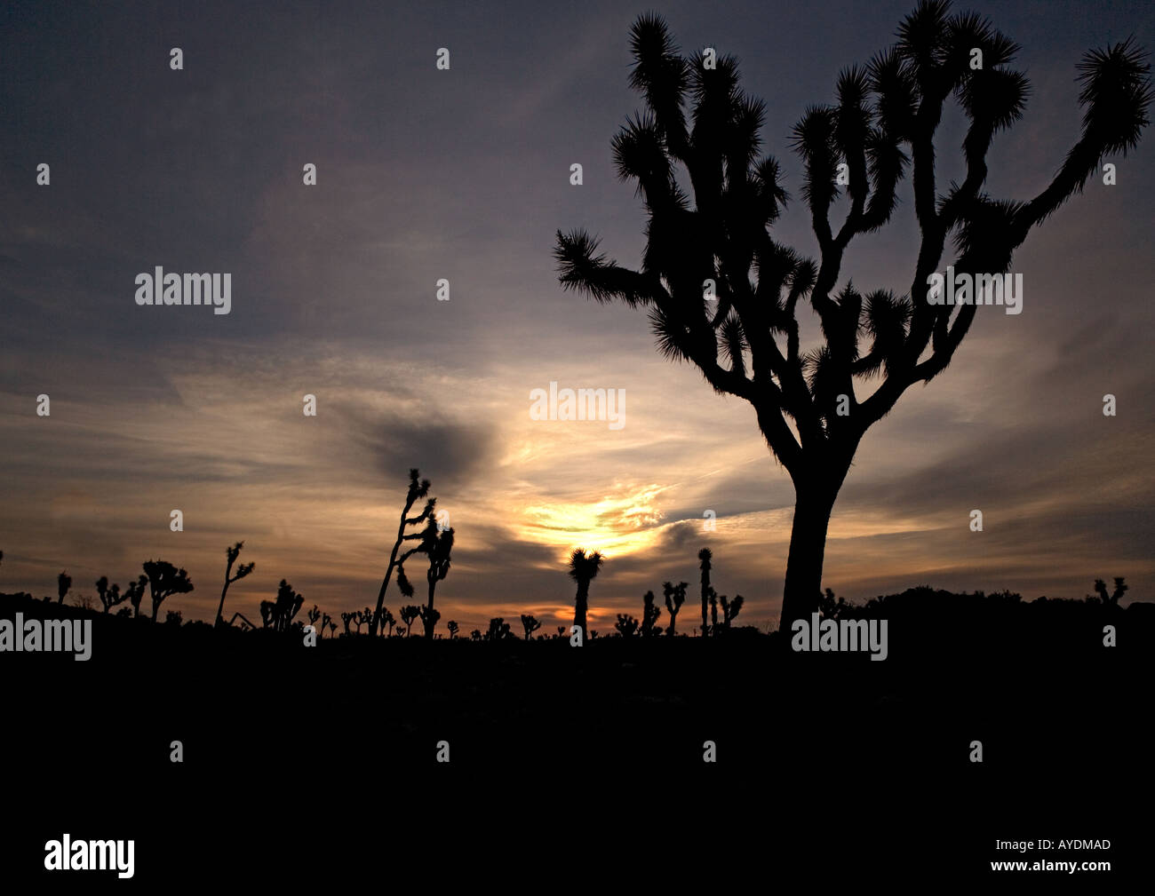 Joshua tree (Agave brevifolia), désert de Mojave, Californie, USA Banque D'Images