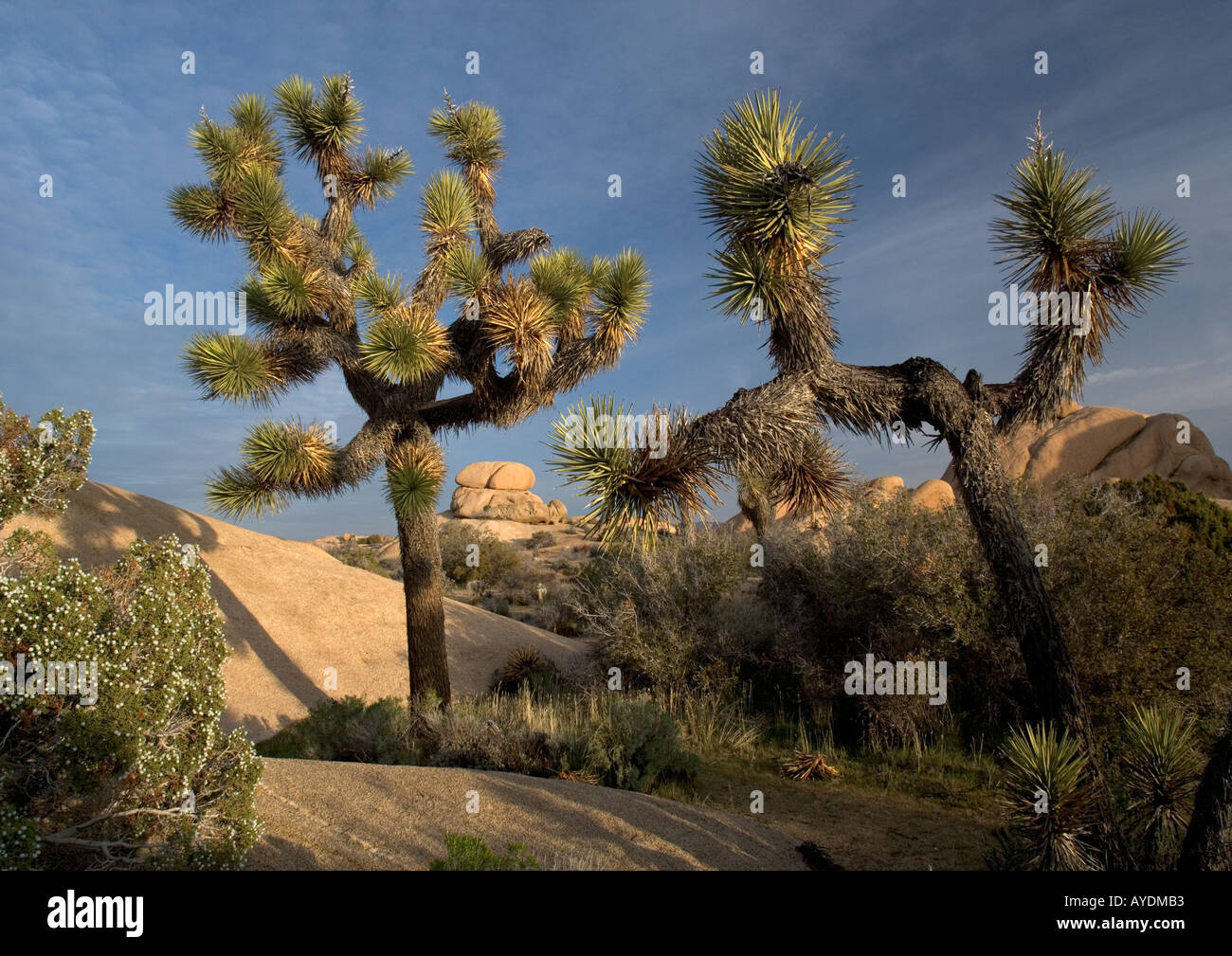 Joshua tree (Agave brevifolia) dans le désert de Mojave, parmi les roches de granit Banque D'Images