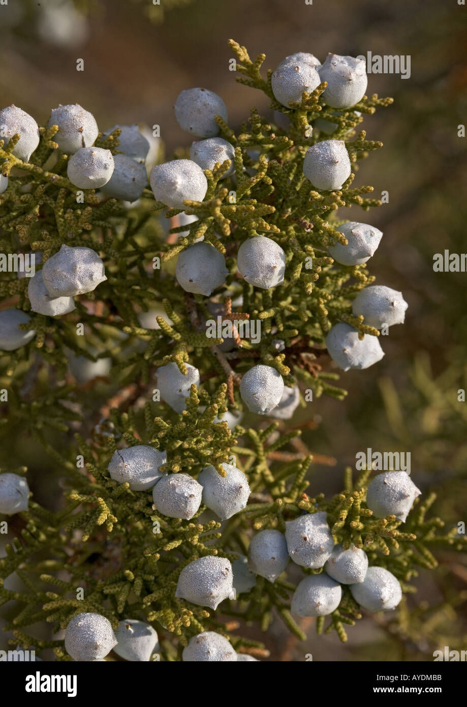 Le genévrier (Juniperus californica californien) bush avec les fruits immatures. Sur le granit Banque D'Images