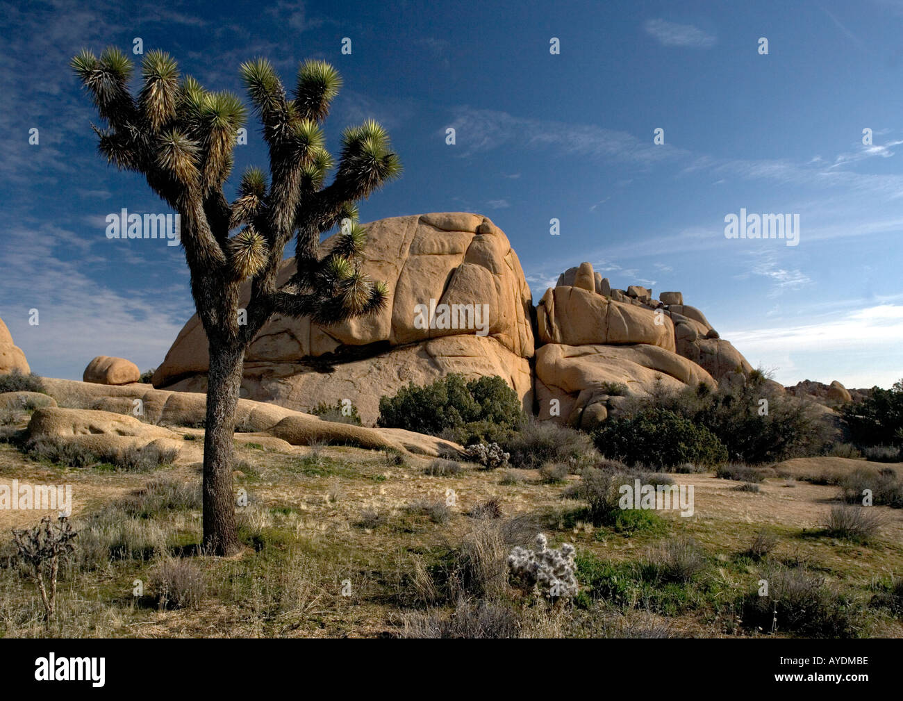 Joshua tree ( Yucca brevifolia) dans le désert de Mojave en Californie, parmi les roches de granit Banque D'Images