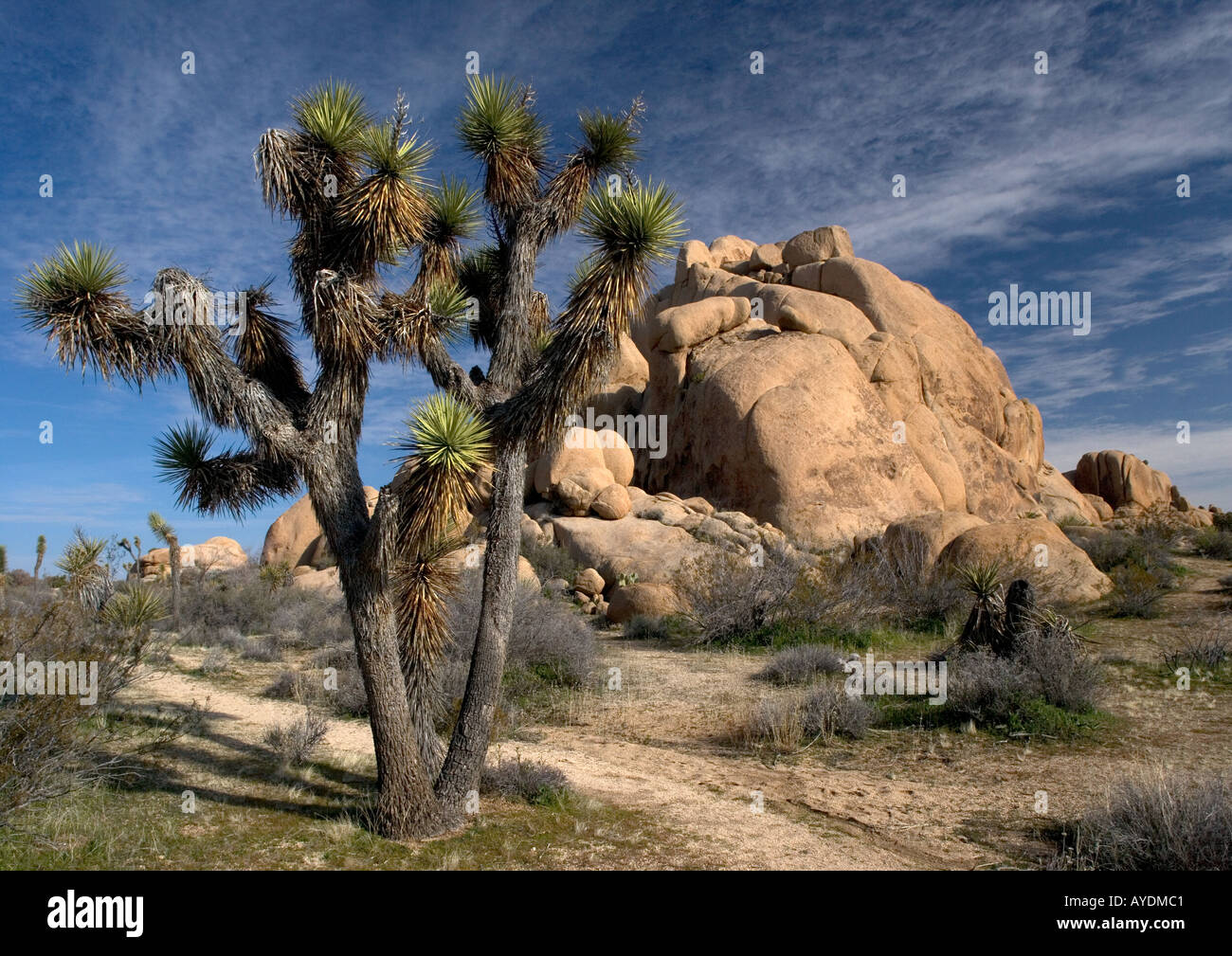 Joshua tree (Yucca brevifolia) dans le désert de Mojave, parmi les roches de granit Banque D'Images