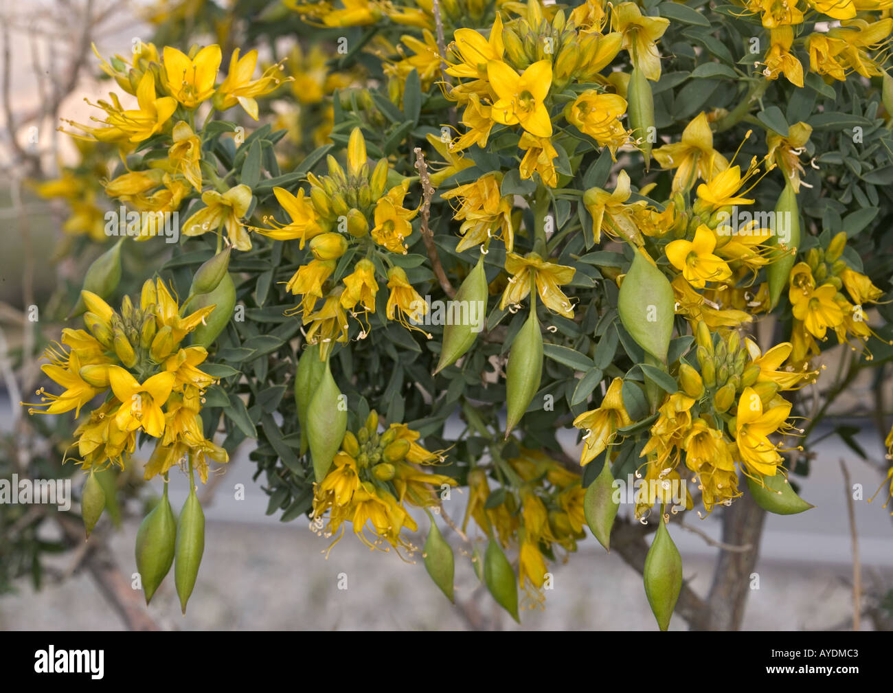 Pod de la vessie les fleurs et les fruits (Isomeris arborea) Banque D'Images