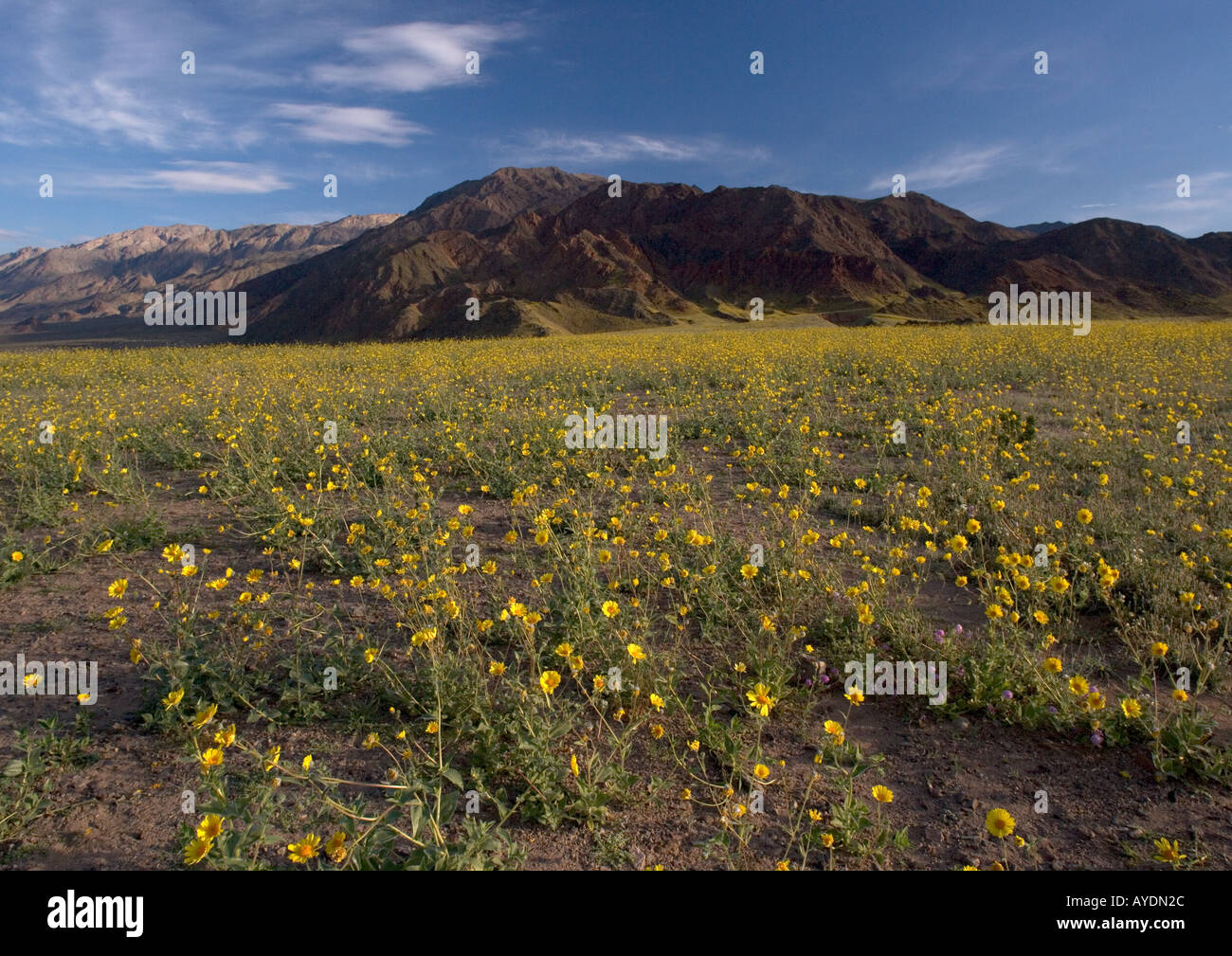 L'or du désert ou le Désert du tournesol (Geraea canescens) floraison abondamment dans Death Valley désert de Mojave ressort dans une année El Nino Banque D'Images