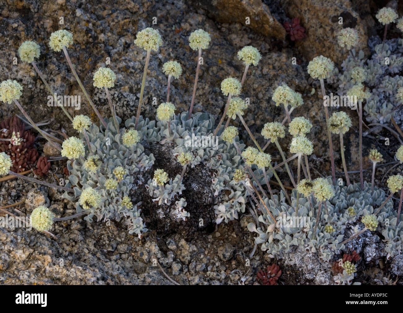 (« Butterballs » Eriogonum ovalifolium) un nain sarrasin alpine, la Sierra Nevada, USA Banque D'Images