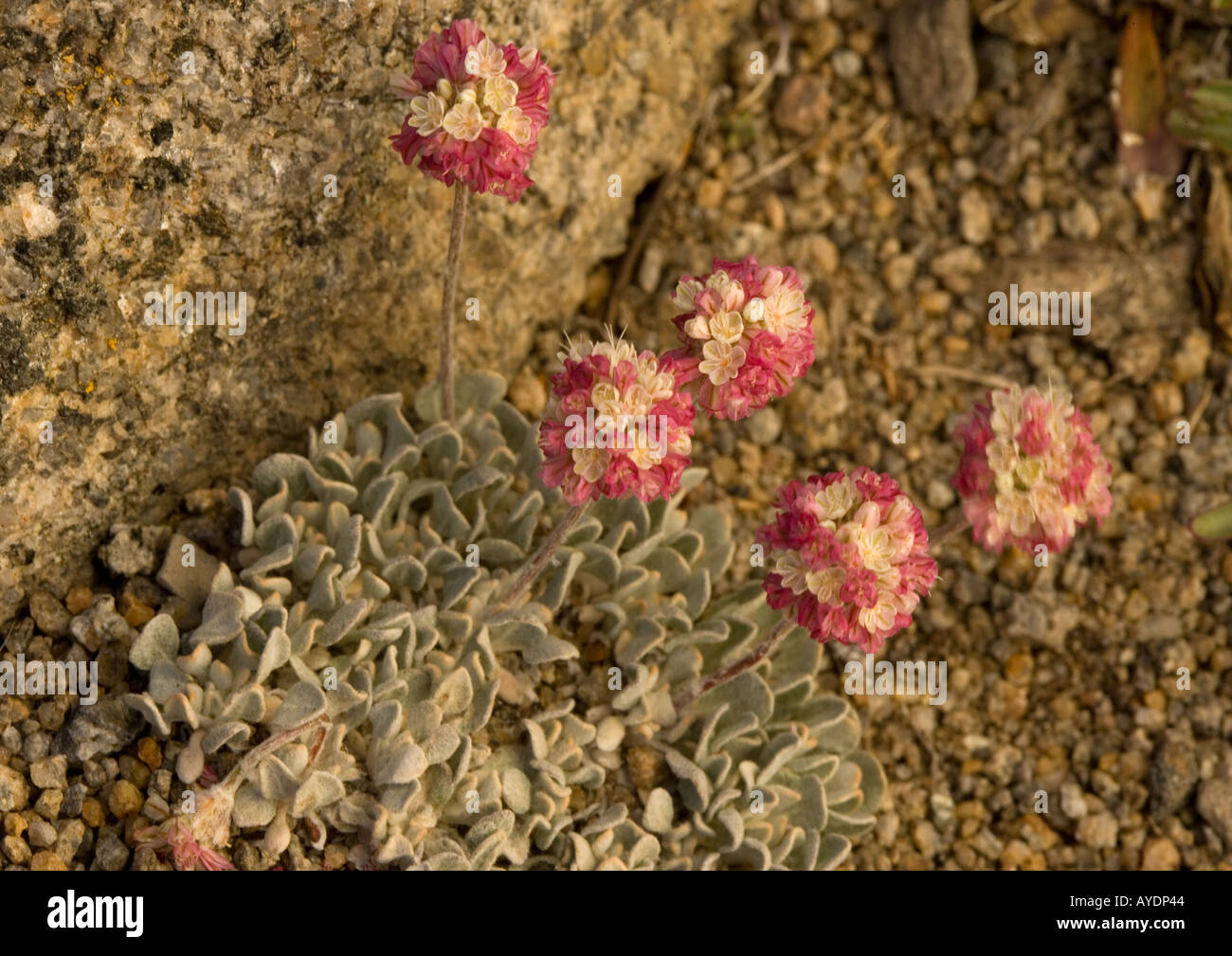 Eriogonum ovalifolium,« Butterballs » ( ) un nain alpine le sarrasin. Sierra Nevada, États-Unis Banque D'Images