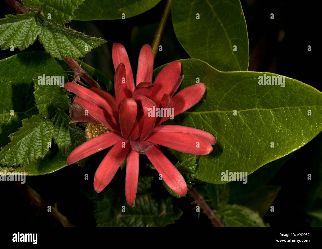 Buisson à épices, ou piment altanin californien, en fleur: Calycanthus occidentalis, Banque D'Images