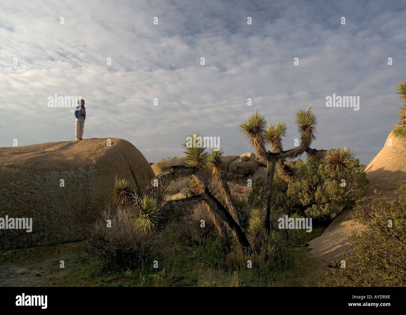 Yucca brevifolia Joshua tree dans le désert de Mojave, parmi les roches de granit Banque D'Images