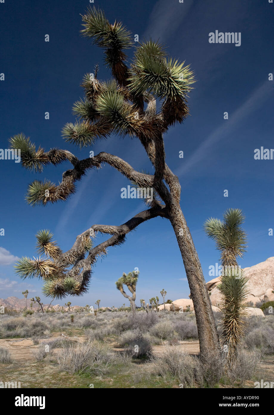 Yucca brevifolia Joshua tree dans le désert de Mojave, parmi les roches de granit Banque D'Images