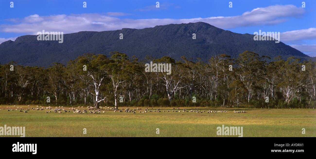 Au printemps, les graminées de pâturage de moutons près de Cressy, Tasmanie, Australie Banque D'Images