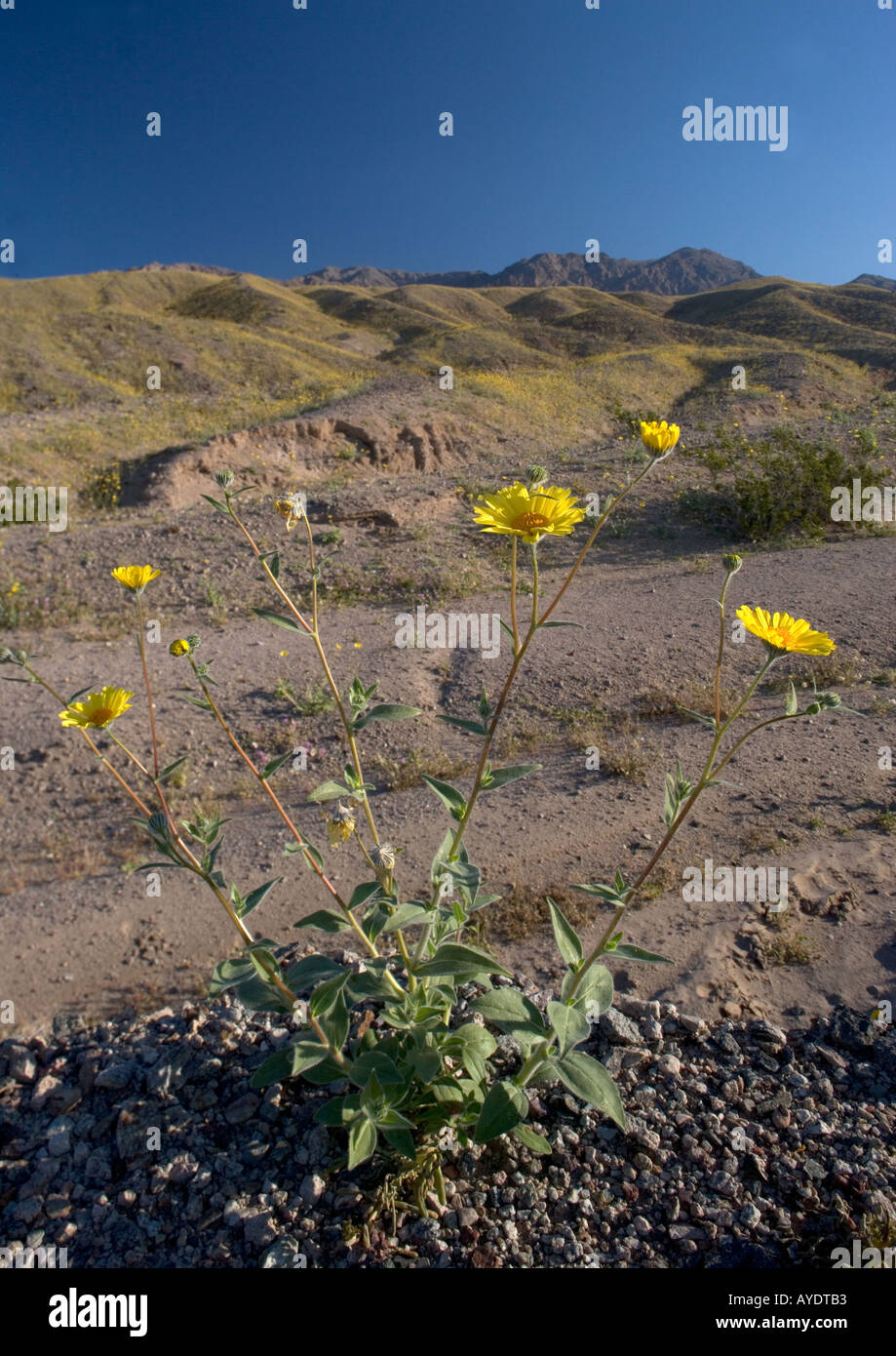 L'or du désert ou le désert en fleurs de tournesol Geraea canescens abondamment dans la vallée de la mort Printemps du désert de Mojave dans une année El Nino Banque D'Images