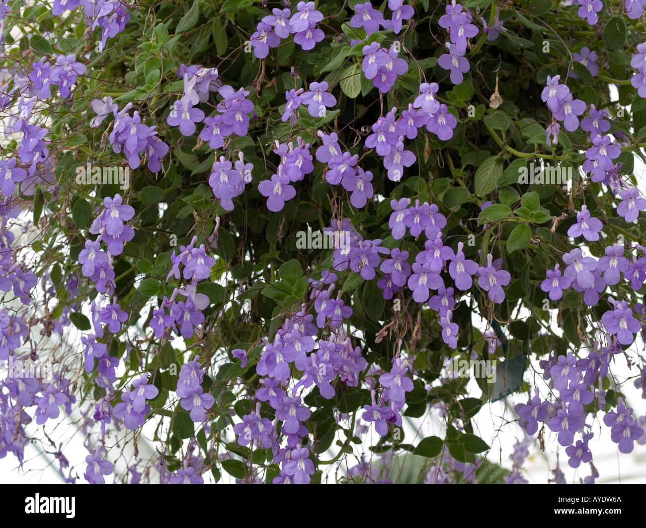 Campanulaceae campanule Lobelia cascade en suspension Photo Stock - Alamy