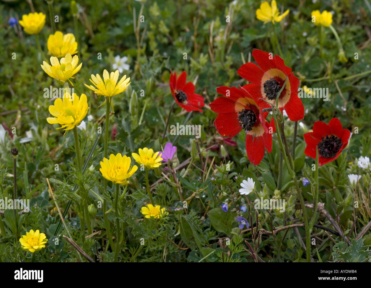 Une renoncule jaune endémique avec des anémones peacock Mani peninsula Peloponnese fleurs de printemps. Ranunculus millii Banque D'Images