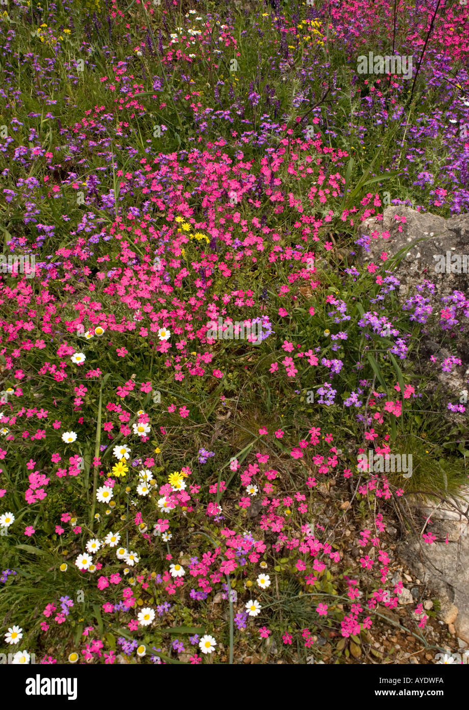 La péninsule de Mani au printemps Un écran extraordinaire de fleurs, Grèce Banque D'Images
