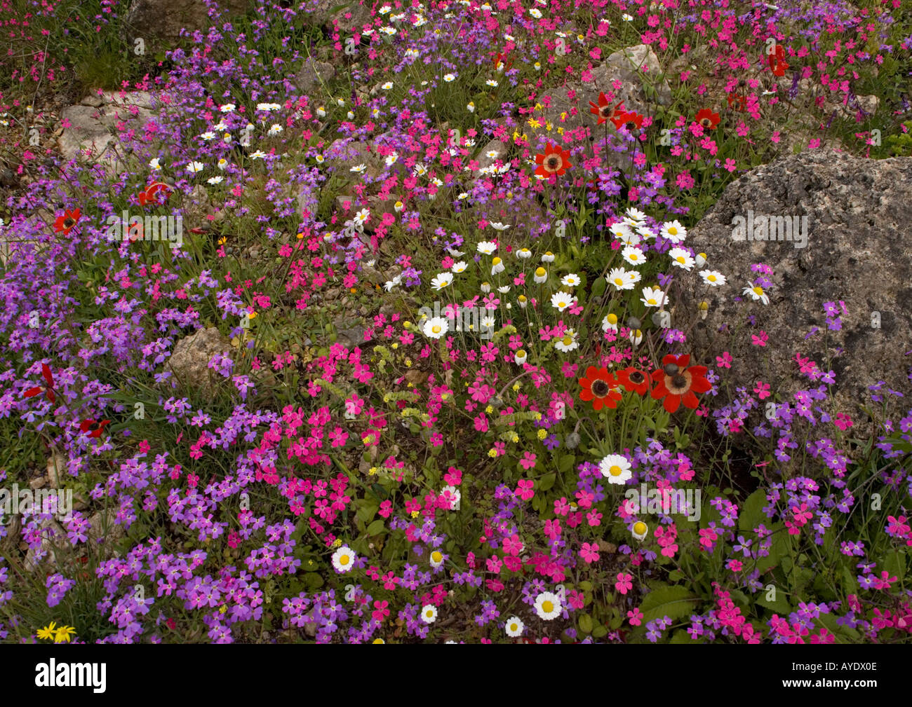 La péninsule de Mani au printemps ; Un écran extraordinaire de fleurs, Grèce Banque D'Images