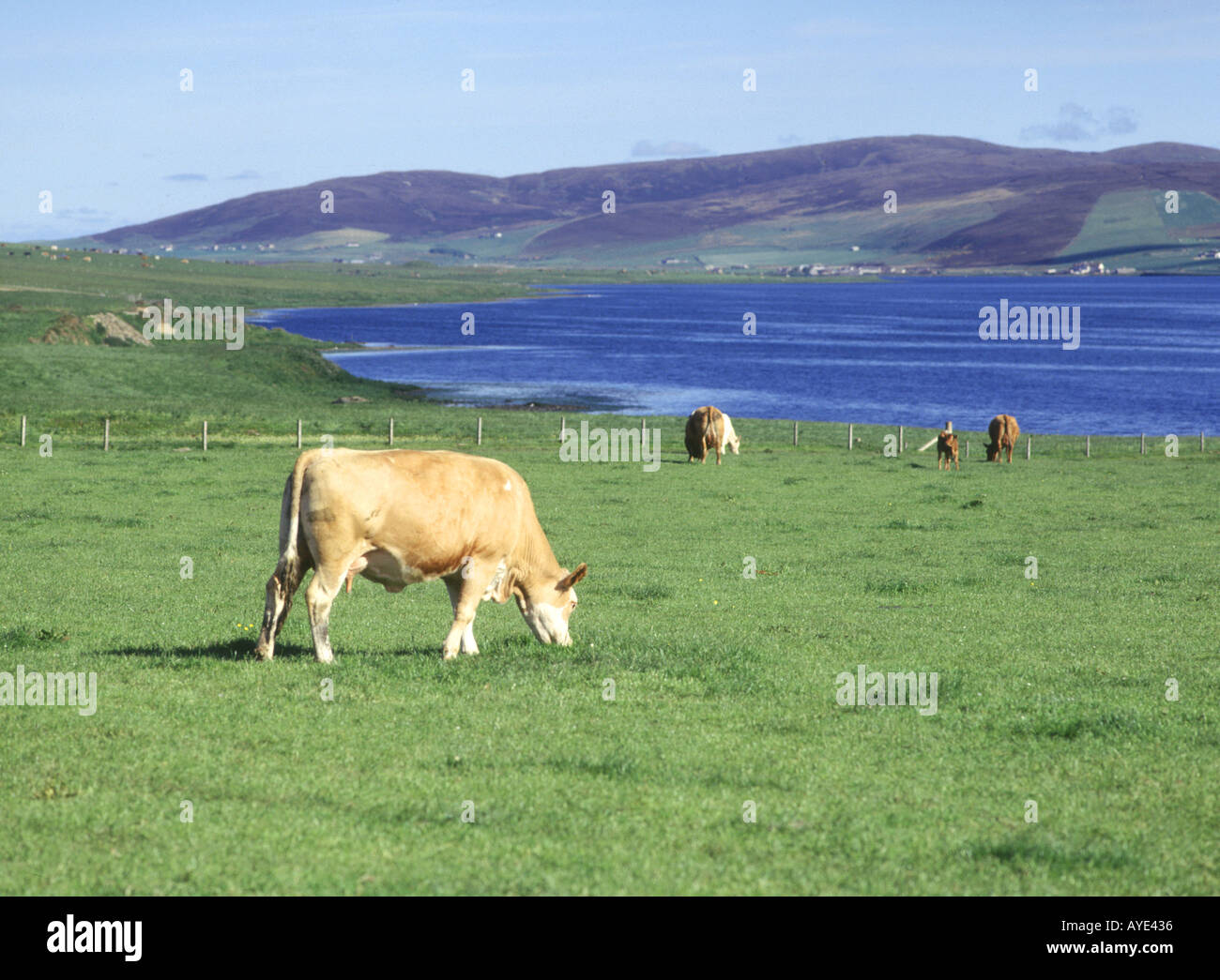 dh Cow FARMING UK in field by loch of stenness Farming boef stock bovins vaches pâturage nourrissant des animaux agricoles britanniques d'écosse Banque D'Images