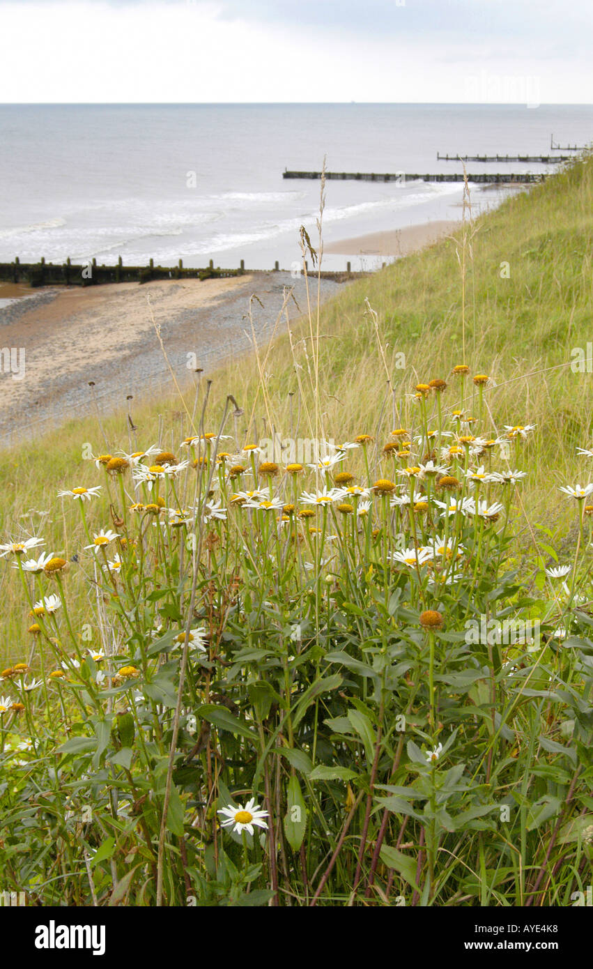 Overstrand beach Norfolk UK Banque D'Images