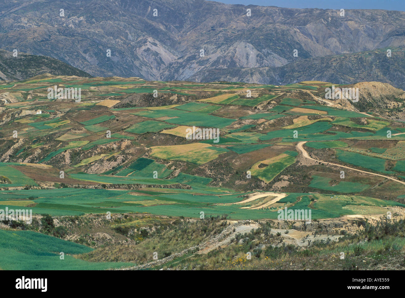Les champs de culture des parcelles agricoles se de La Paz Mountain Ridge près de Santjago Collana Bolivie Altiplano Banque D'Images