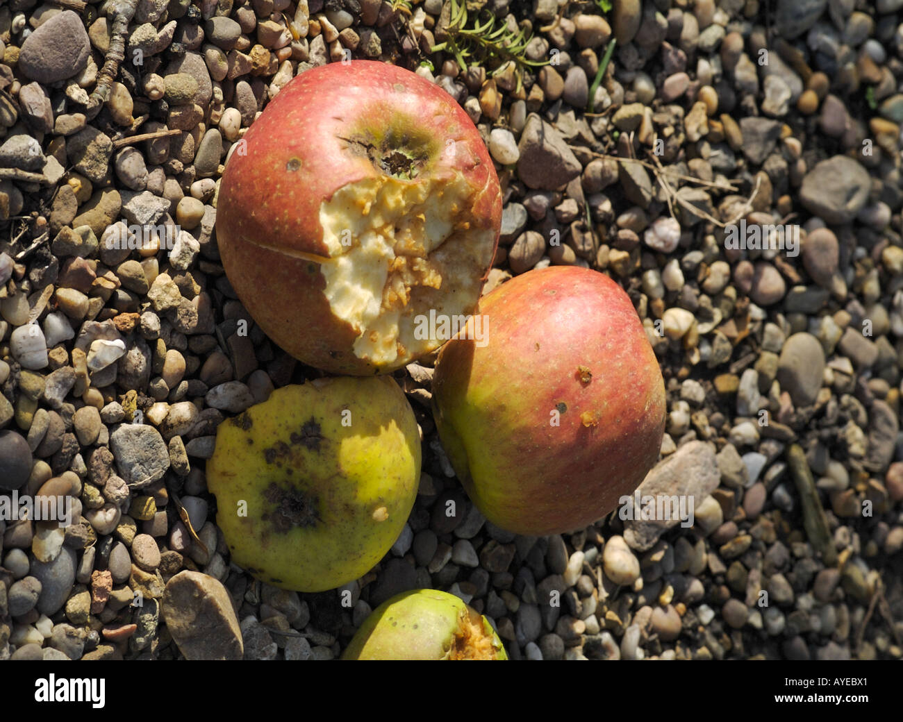 Rouge anglais tombés sur le terrain de la pourriture des pommes Banque D'Images