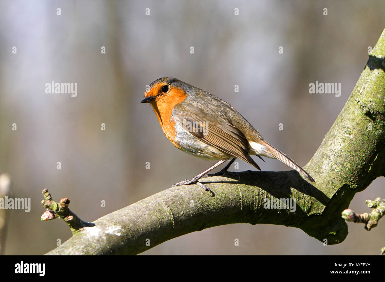 Robin sur branche Banque D'Images