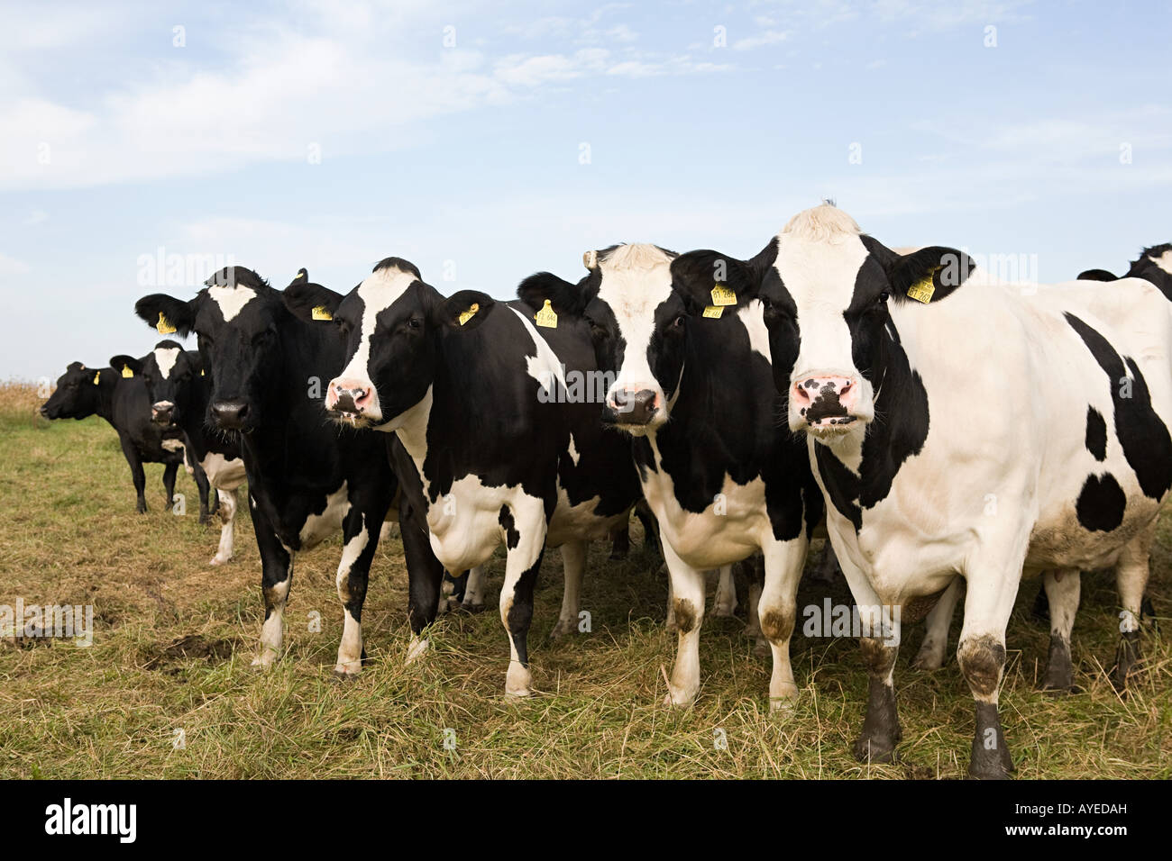 Troupeau de vaches Banque D'Images