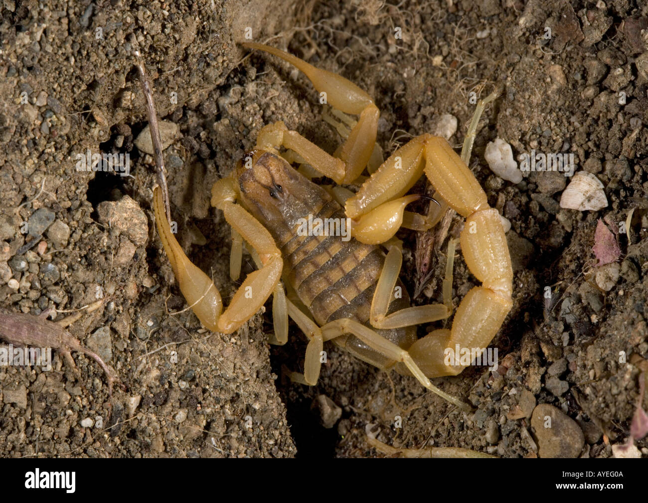 Un scorpion européen (Mesobuthus gibbosus) Rhodes, Grèce Banque D'Images