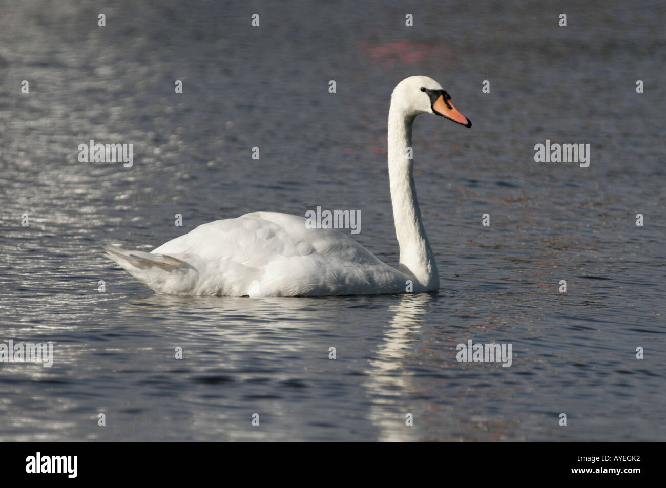 Cygne tuberculé Cygnus olor flottant sur un lac Banque D'Images