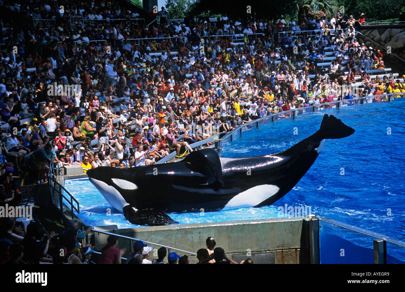 Une baleine de l'eau à l'Orque Shamu Show à Sea World Orlando Banque D'Images