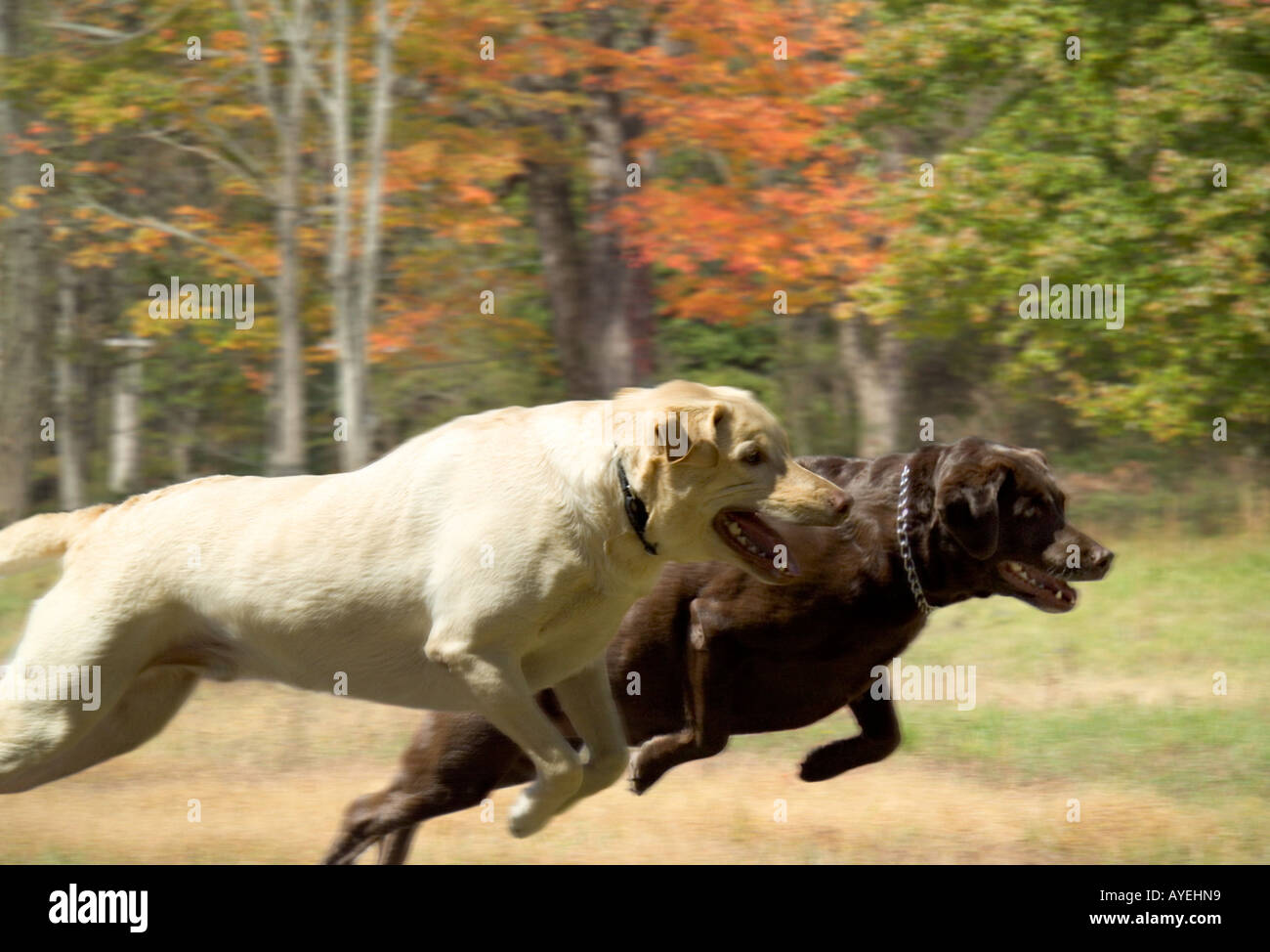 Jaune à maturité et de chocolat Labrador Retriever chiens qui courent jusqu'à l'automne meadow Banque D'Images