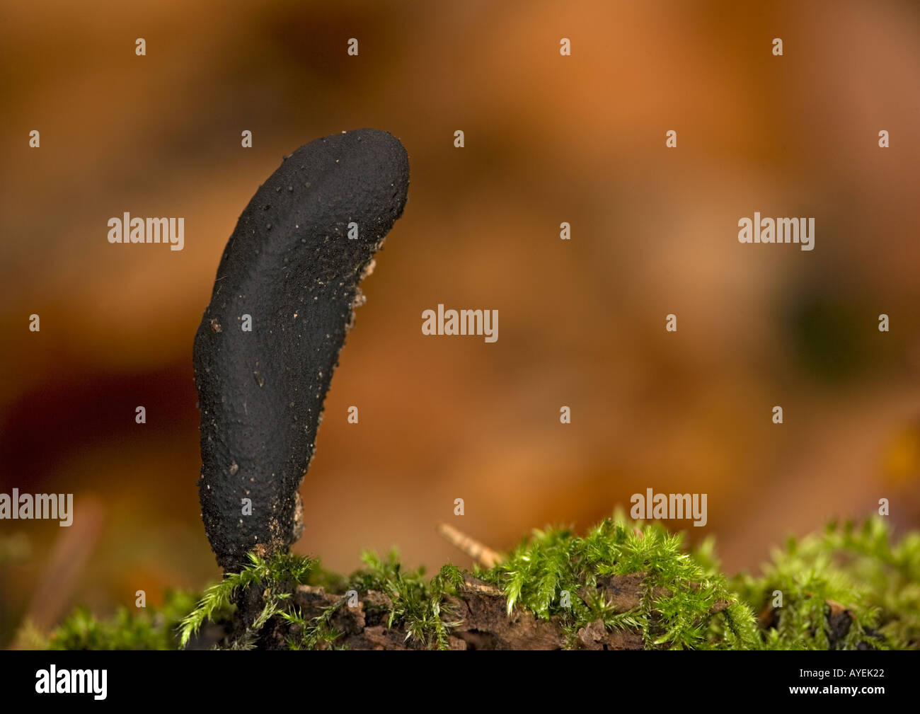 Noirou Xylaria polymorpha en bois de hêtre Banque D'Images