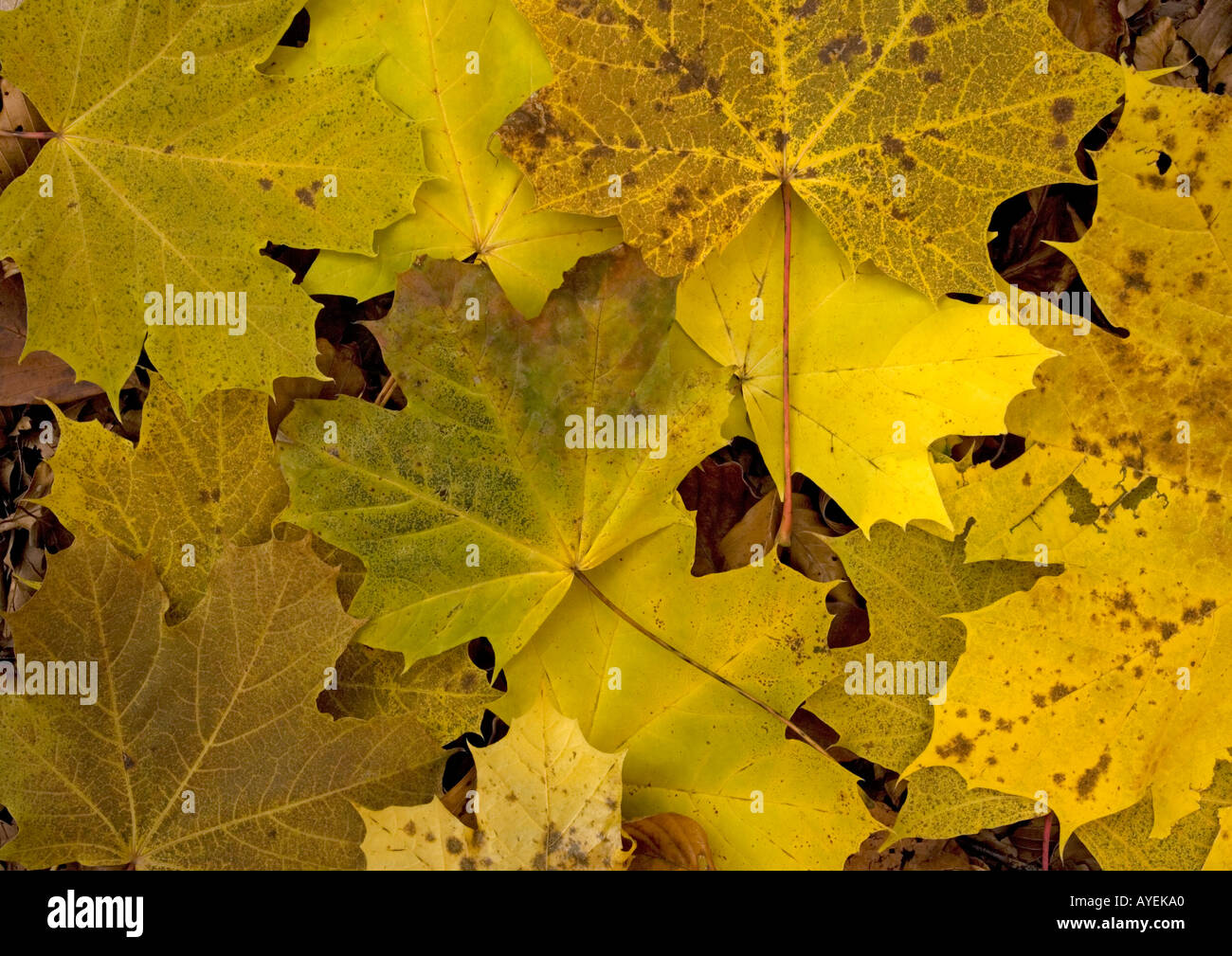 L'érable de Norvège (Acer platanoides), les feuilles en automne Banque D'Images