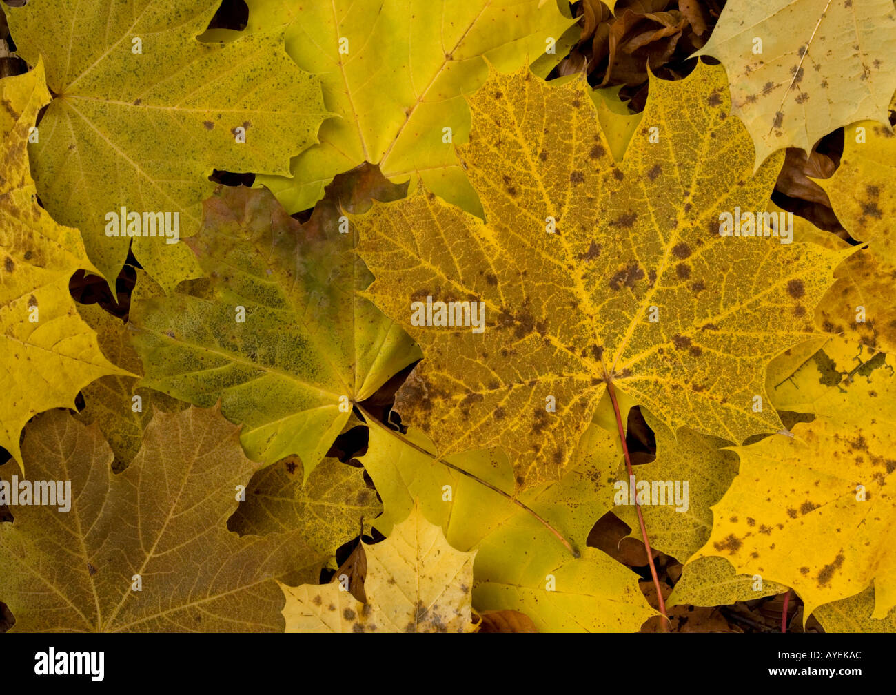 Les feuilles de l'érable de Norvège en automne couleur ; Acer platanoides Banque D'Images