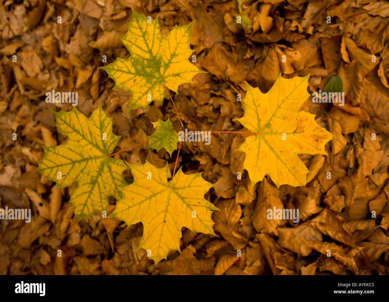 L'érable de Norvège tombé avec de jeunes feuilles d'un arbrisseau poussant dans l'ombre, automne, close-up Banque D'Images