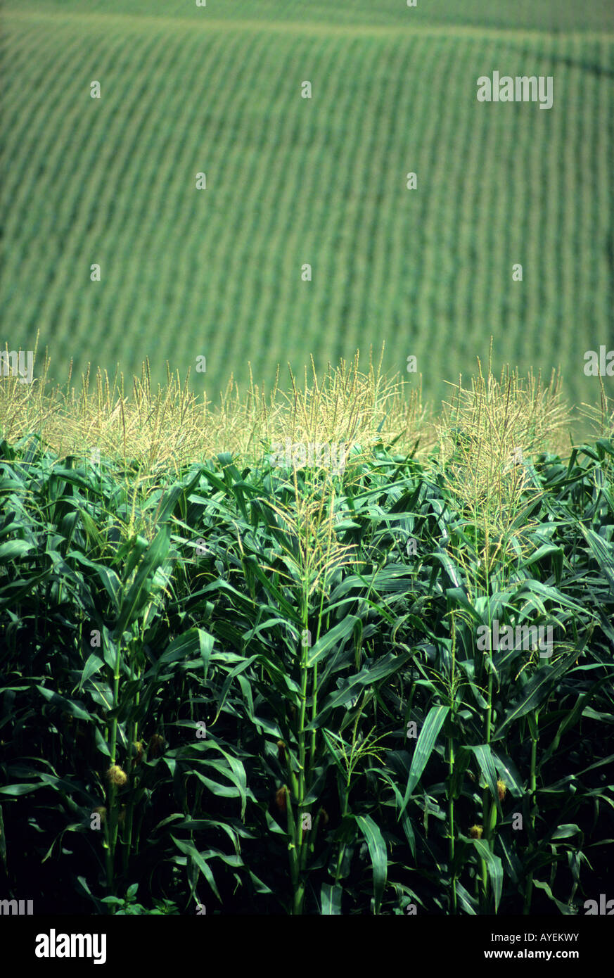 Champ de maïs Banque D'Images