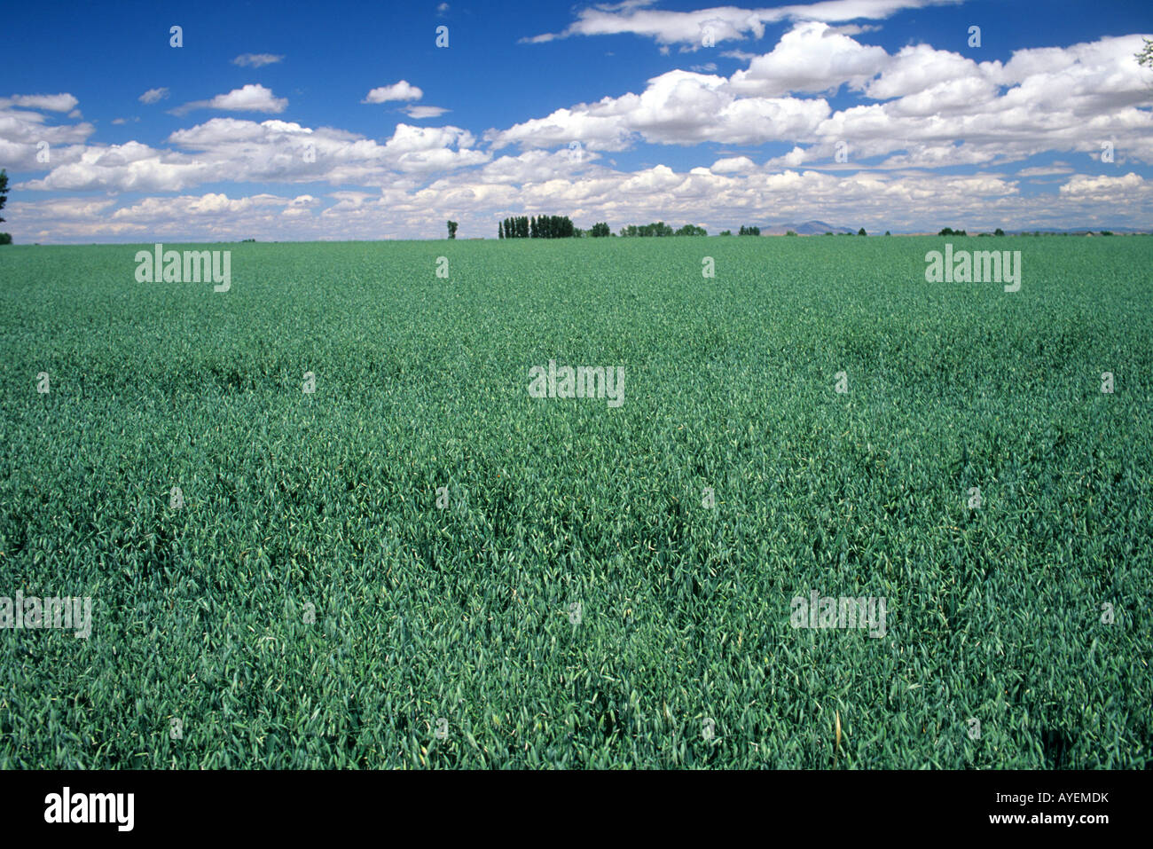 Une récolte de plantes d'avoine dans l'Idaho Banque D'Images