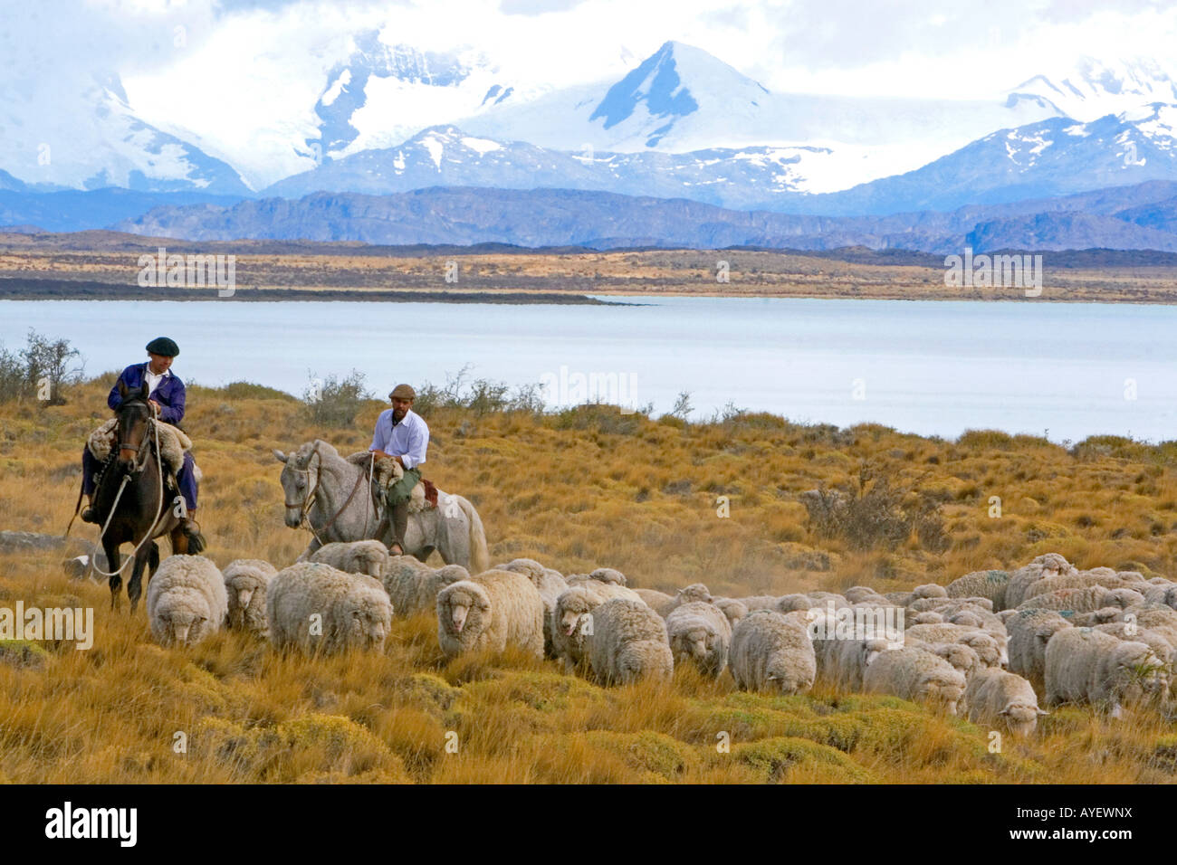 Gauchos troupeaux mouton près du lac Argentino sur les prairies près de El Calafate Patagonie Argentine Banque D'Images