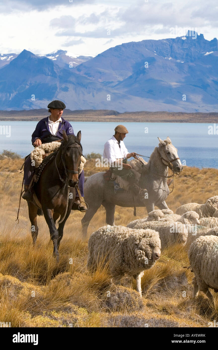 Gauchos troupeaux mouton près du lac Argentino sur les prairies près de El Calafate Patagonie Argentine Banque D'Images