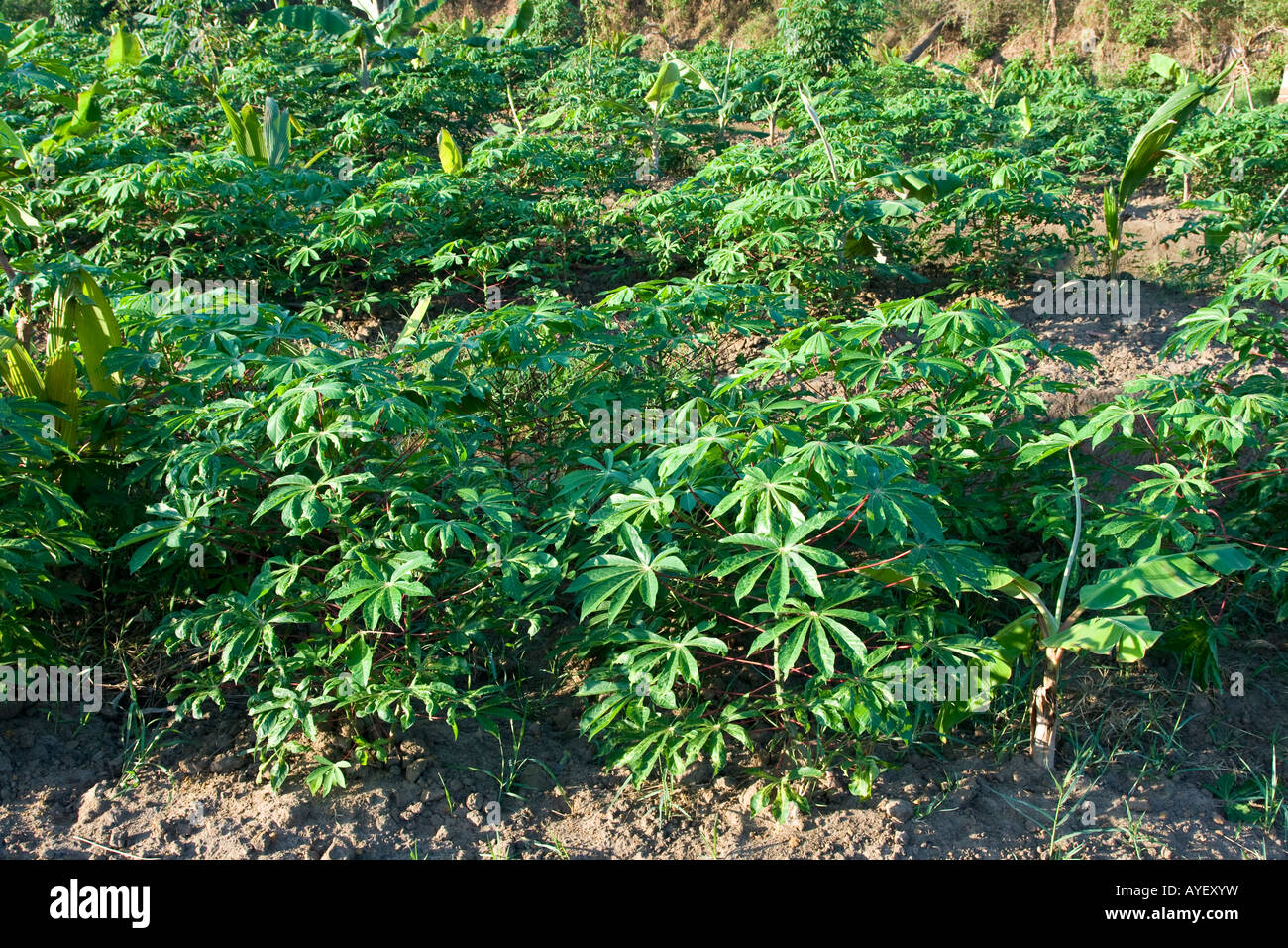 Les plants de manioc dans Varkala Inde du Sud Banque D'Images