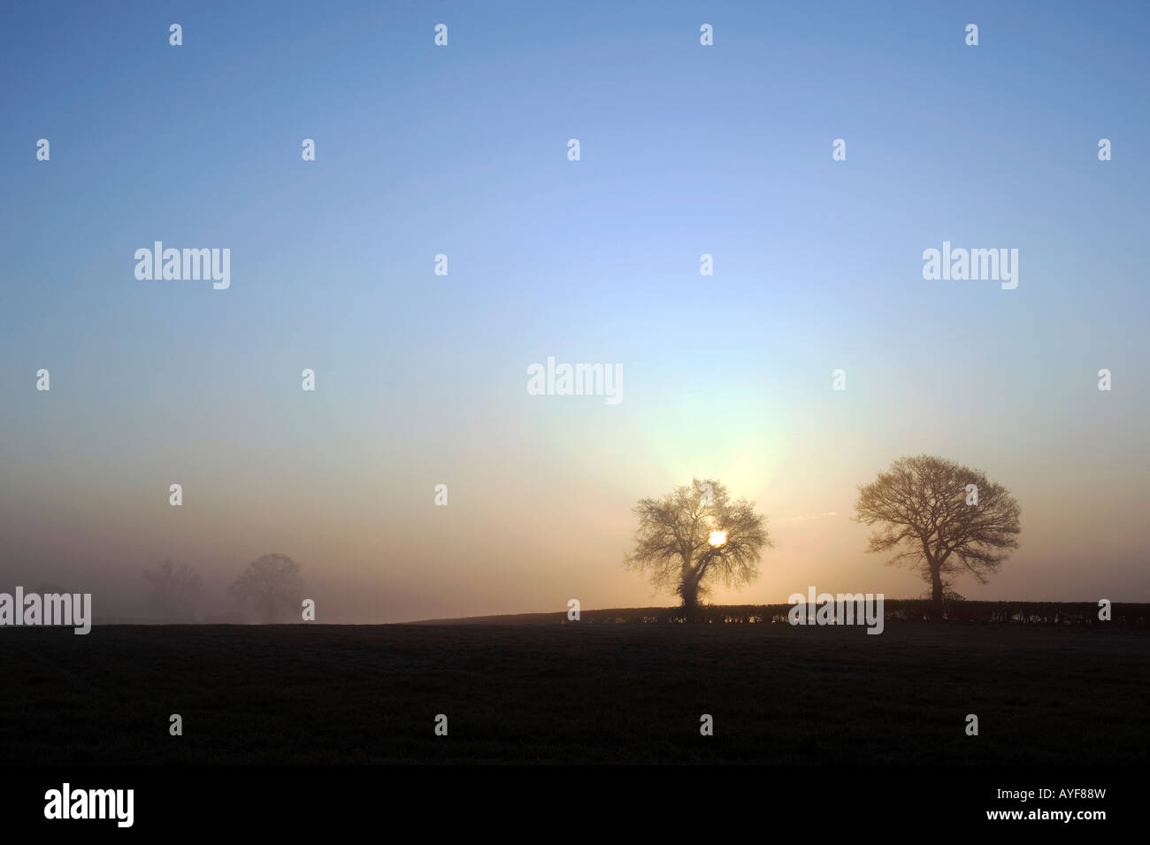 Silhouette d'arbres dans la brume dans la campagne anglaise. L'Oxfordshire. UK Banque D'Images