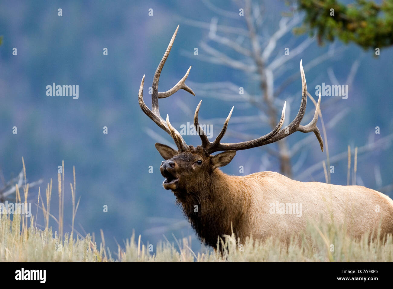 Rocky Mountain Elk cervus elaphus dans le Parc National de Yellowstone, tourné à l'état sauvage Banque D'Images