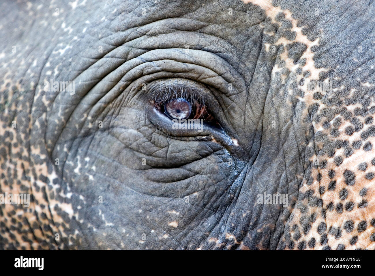 Les éléphants en captivité dans un sanctuaire d'éléphants de l'œil. Kerala, Inde Banque D'Images