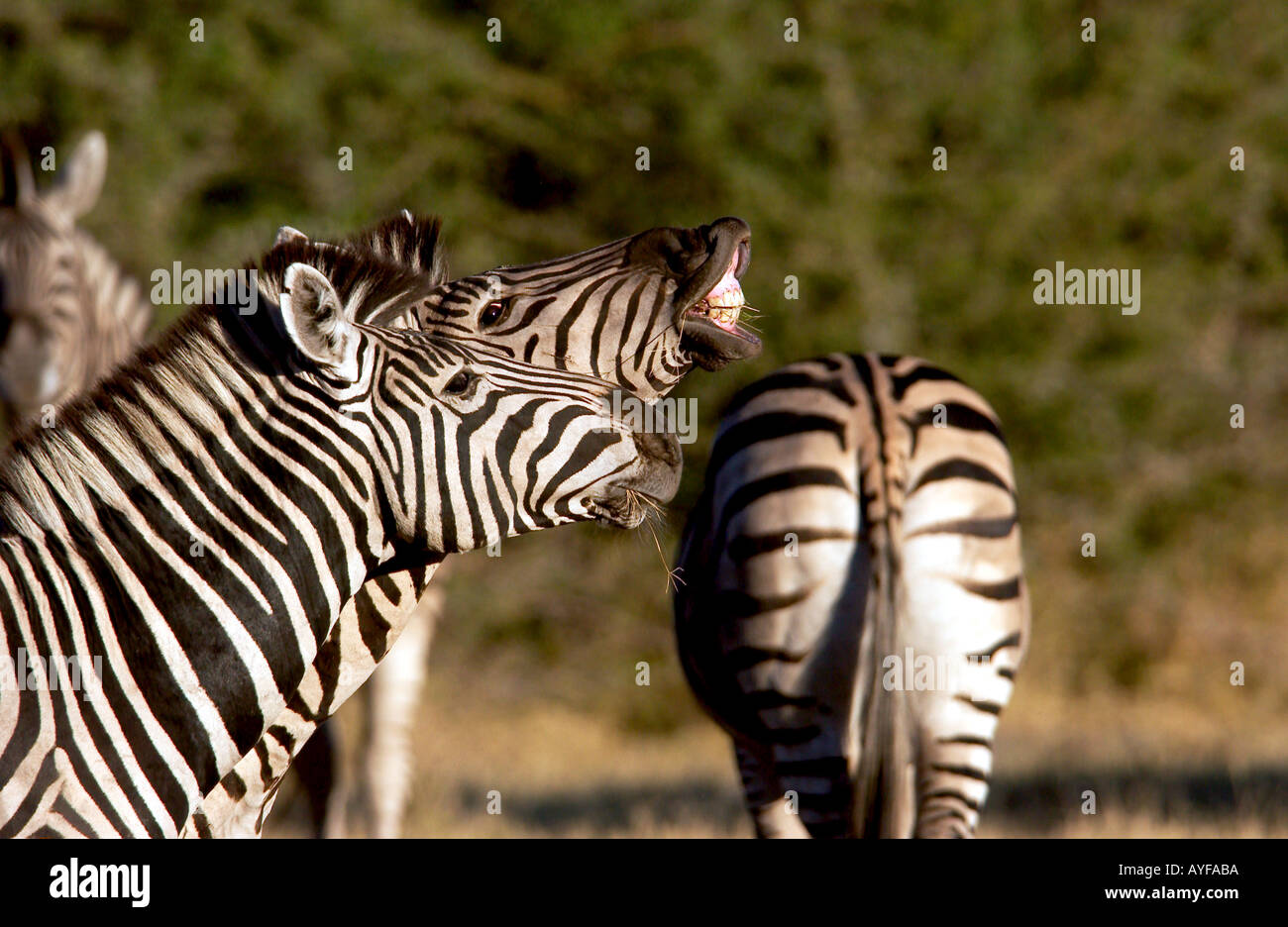 2 funny animals talking zèbres 1 montrant les dents 3e fond arrière zebra Safari de la faune Observation Delta de l'Okavango Botswana Afrique Banque D'Images