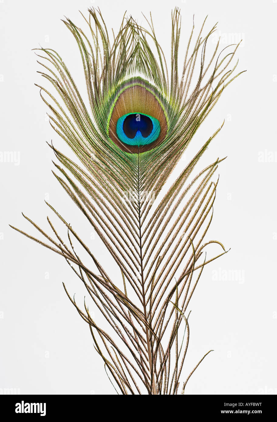 Close up of peacock feather Banque D'Images